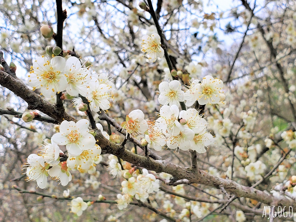 7號梅莊 南投國姓鄉賞梅花景點 每年12月底~1月開花