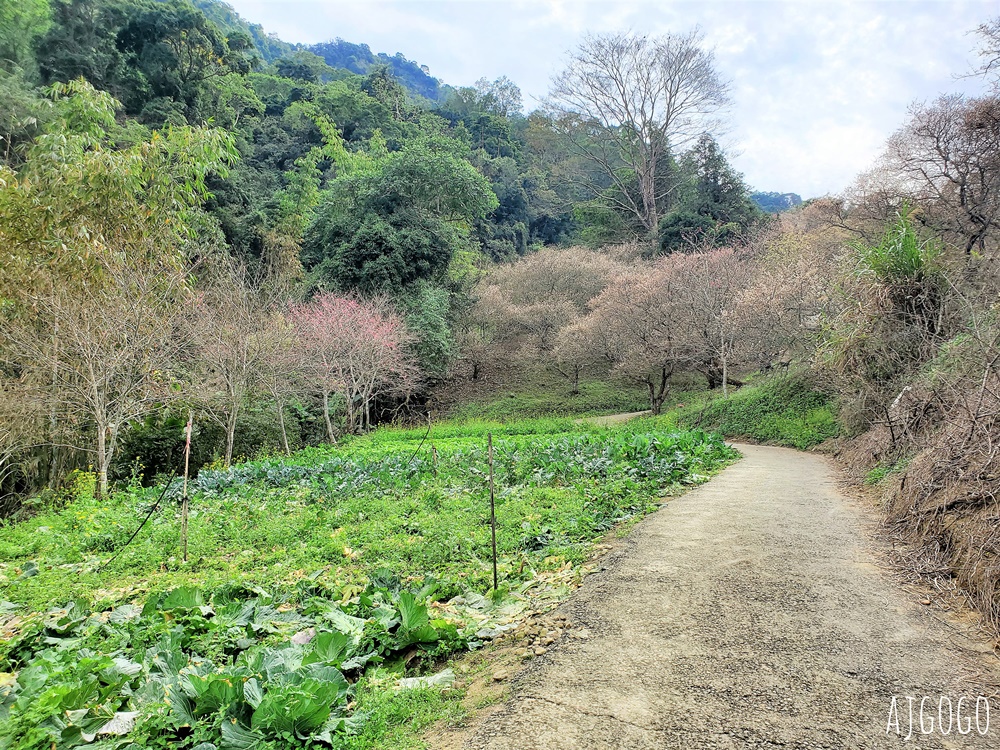 7號梅莊 南投國姓鄉賞梅花景點 每年12月底~1月開花