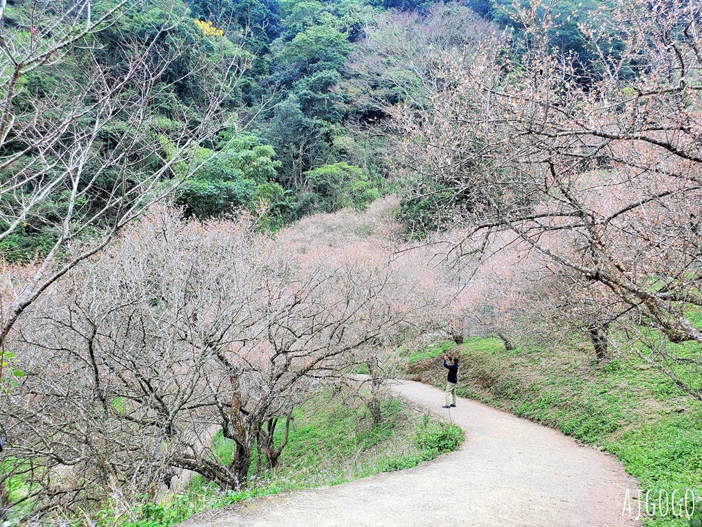 7號梅莊 南投國姓鄉賞梅花景點 每年12月底~1月開花