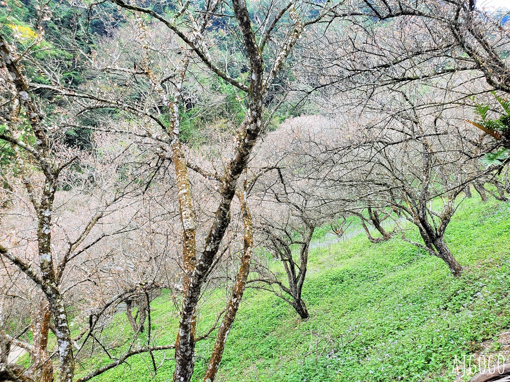 7號梅莊 南投國姓鄉賞梅花景點 每年12月底~1月開花