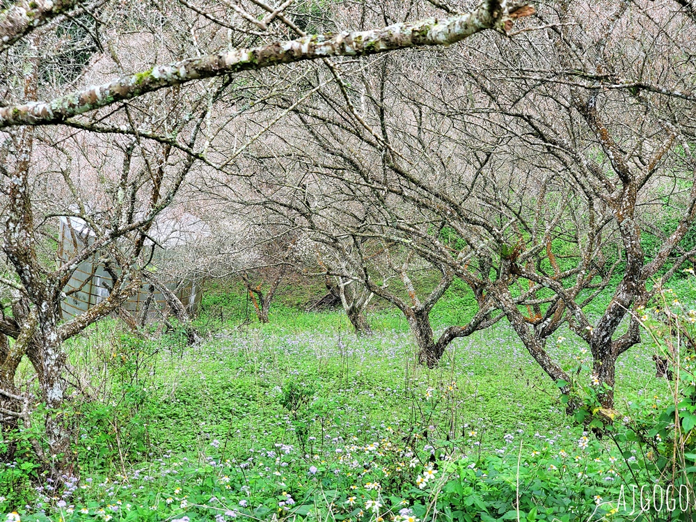 7號梅莊 南投國姓鄉賞梅花景點 每年12月底~1月開花