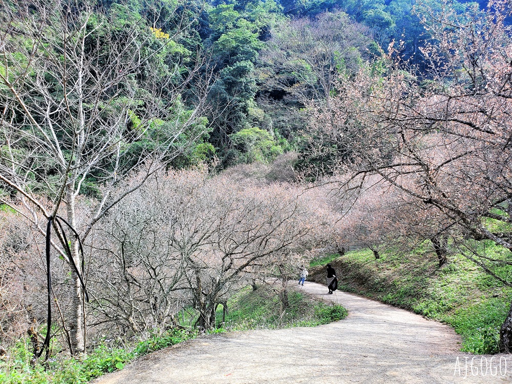 7號梅莊 南投國姓鄉賞梅花景點 每年12月底~1月開花