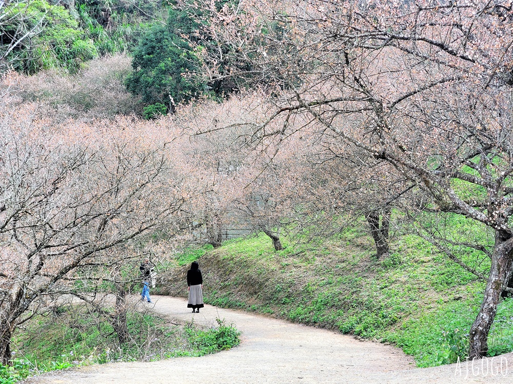 7號梅莊 南投國姓鄉賞梅花景點 每年12月底~1月開花