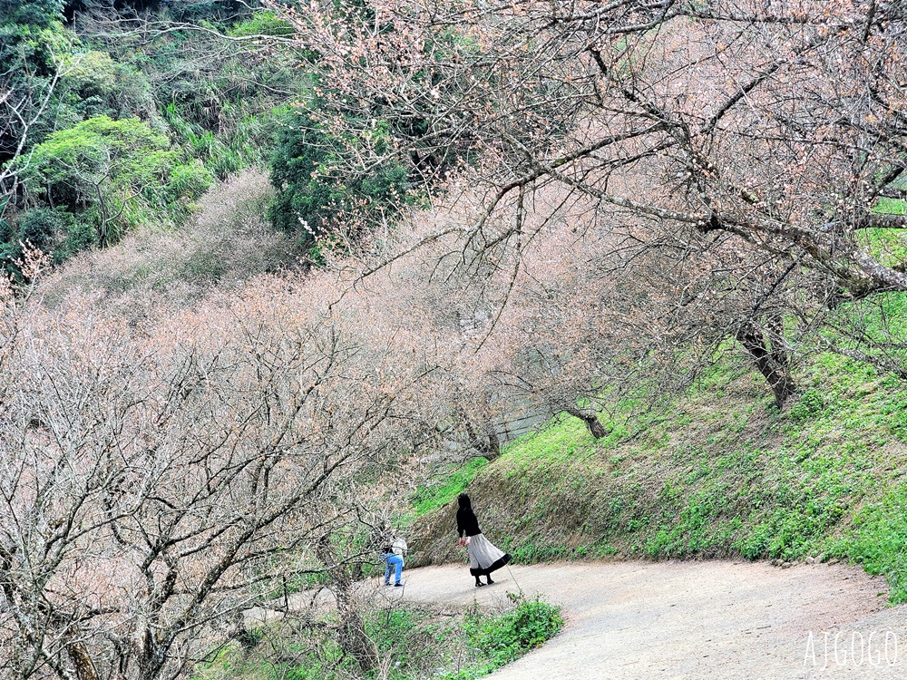 7號梅莊 南投國姓鄉賞梅花景點 每年12月底~1月開花