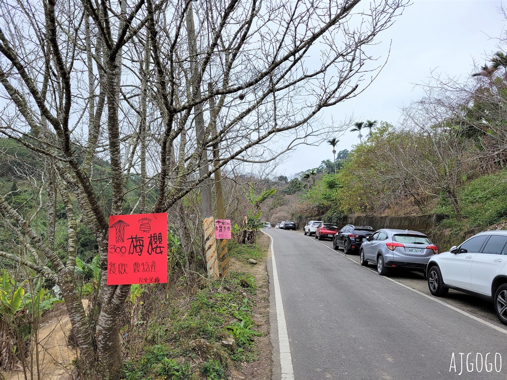 南投景點 九尖茶廠梅花 國姓鄉靜謐賞梅景點 交通、停車場