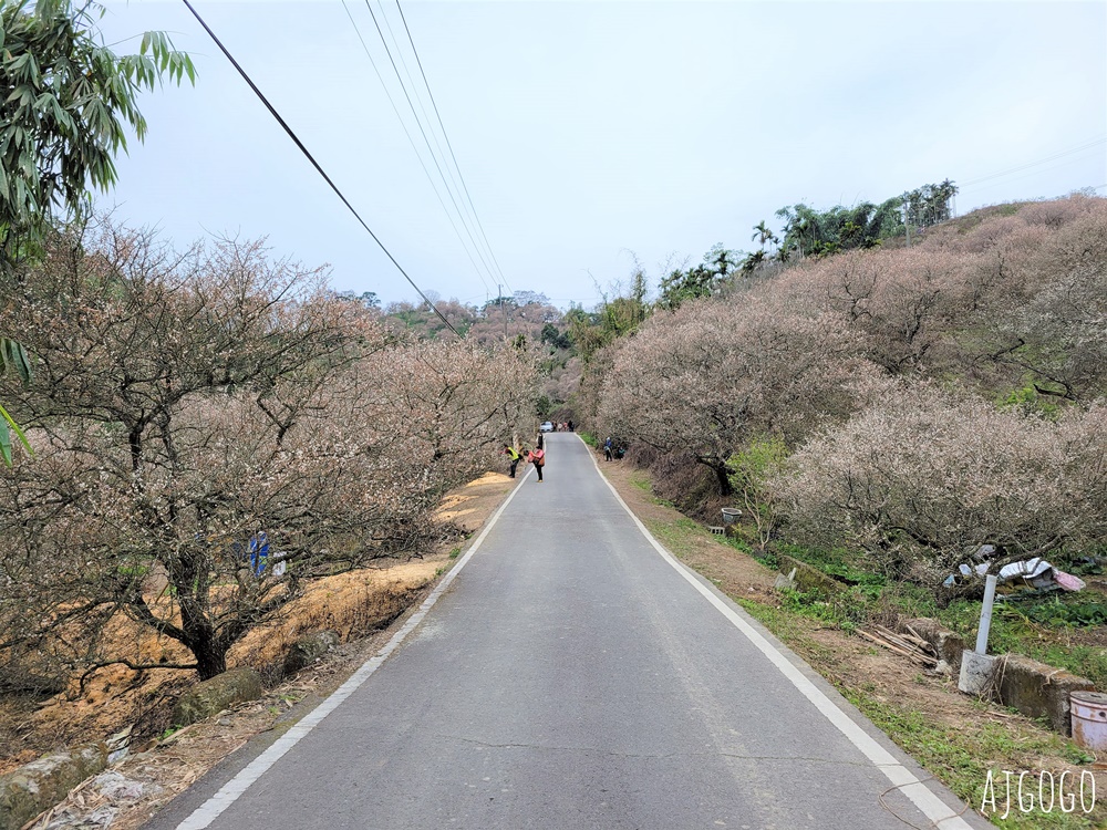 南投景點 九尖茶廠梅花 國姓鄉靜謐賞梅景點 交通、停車場