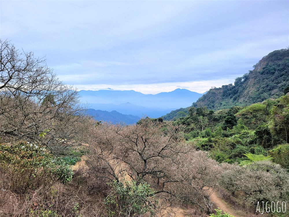 南投景點 九尖茶廠梅花 國姓鄉靜謐賞梅景點 交通、停車場