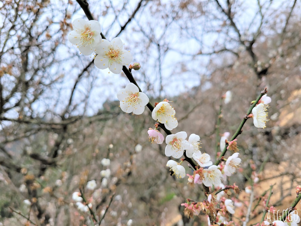 南投景點 九尖茶廠梅花 國姓鄉靜謐賞梅景點 交通、停車場