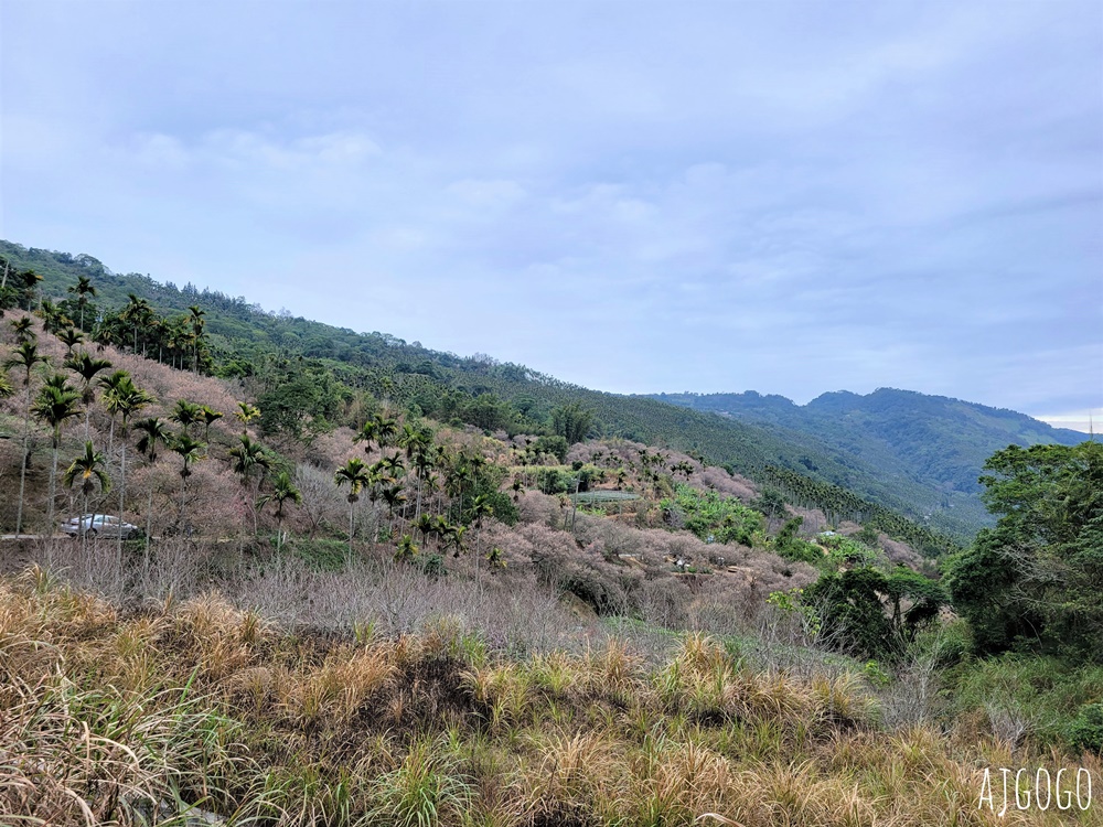 南投景點 九尖茶廠梅花 國姓鄉靜謐賞梅景點 交通、停車場