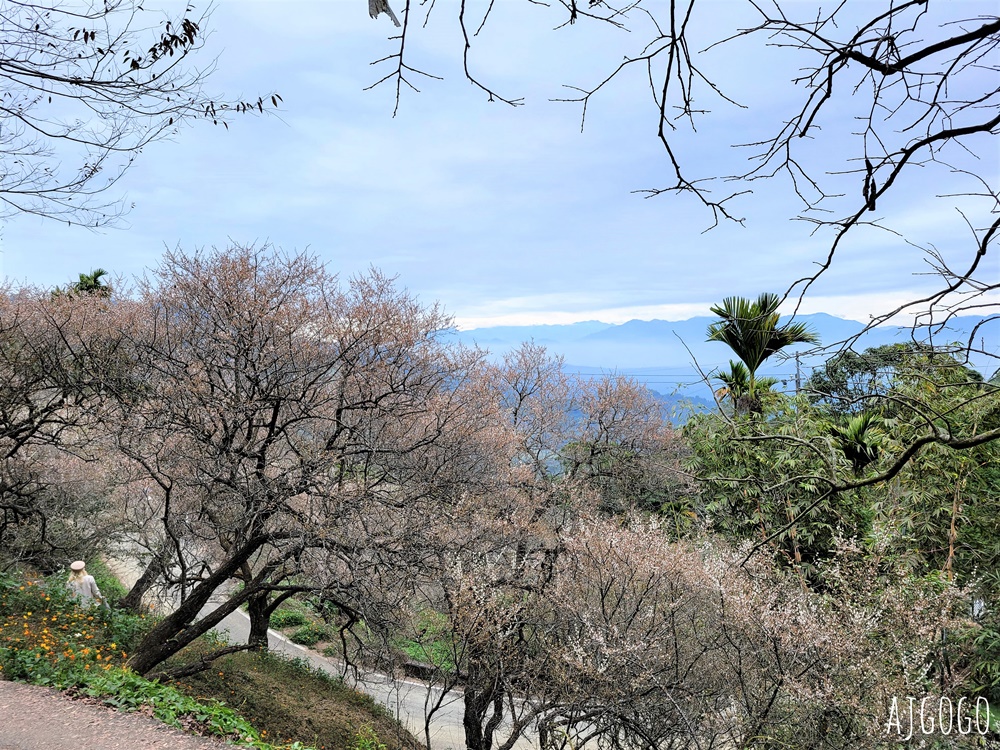 南投景點 九尖茶廠梅花 國姓鄉靜謐賞梅景點 交通、停車場