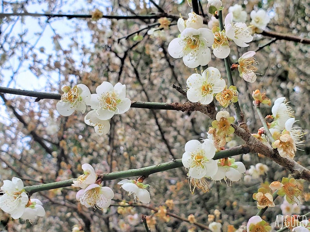 南投景點 九尖茶廠梅花 國姓鄉靜謐賞梅景點 交通、停車場