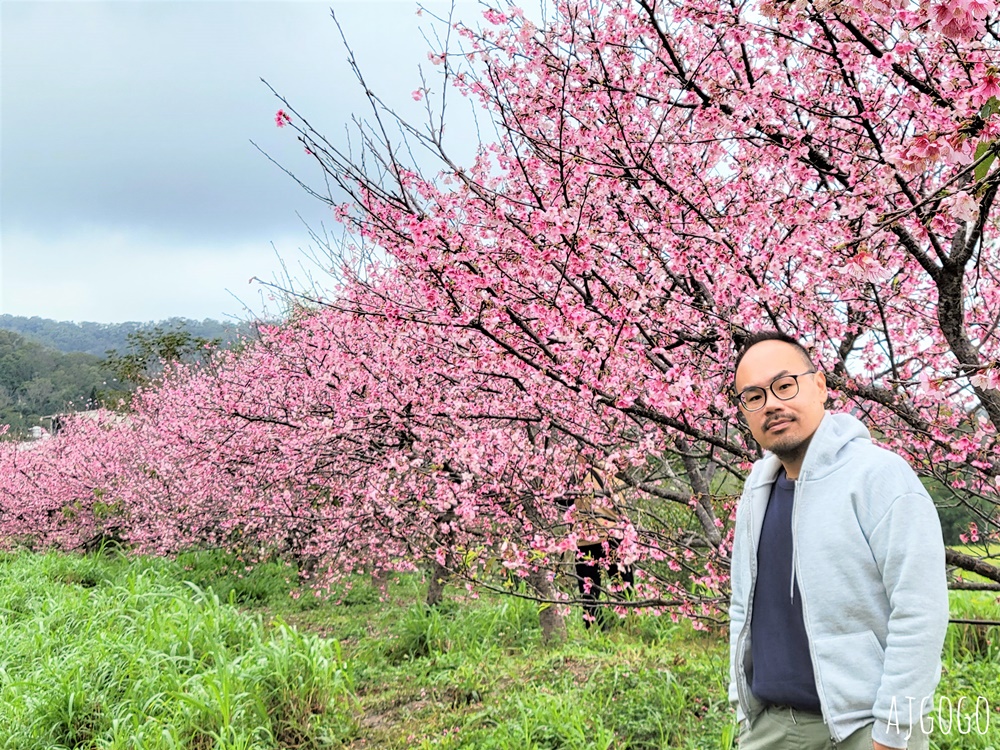 新竹看櫻花 池畔盛開的寒櫻林 關西上林里私房景點 每年1月中開花