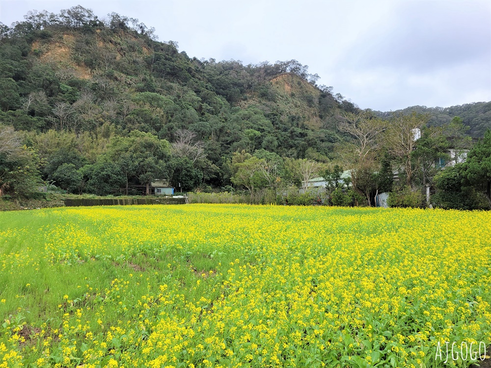 新竹看櫻花 池畔盛開的寒櫻林 關西上林里私房景點 每年1月中開花