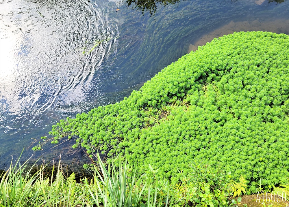 冠宸食館 陽明山竹子湖超人氣餐廳 白斬雞、炒青菜好吃 菜單分享