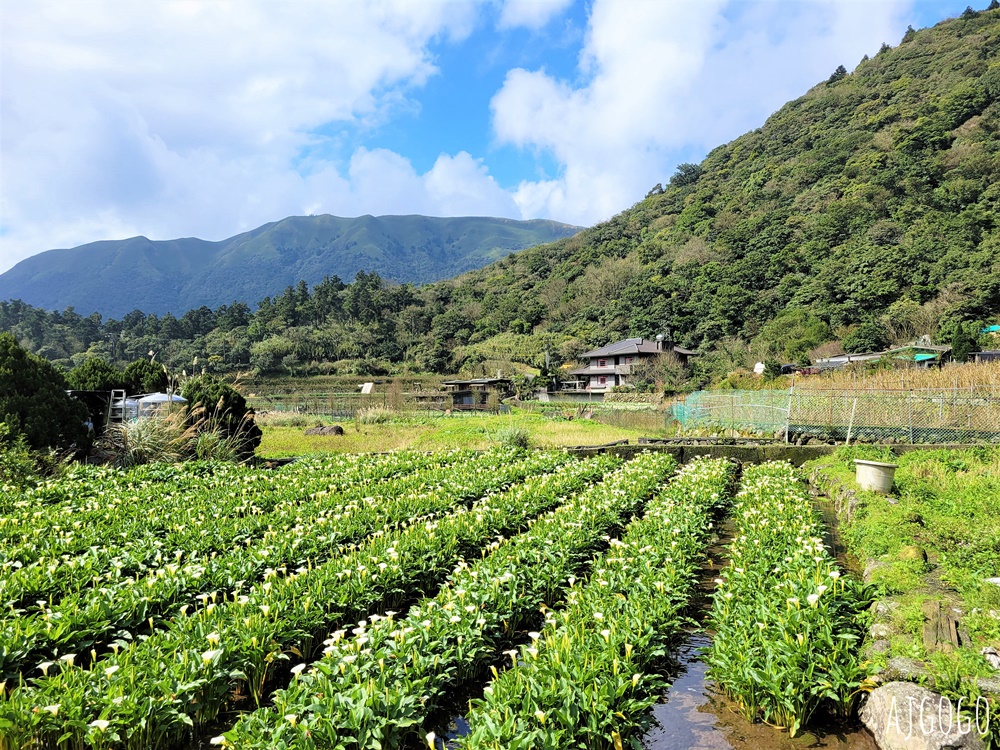 冠宸食館 陽明山竹子湖超人氣餐廳 白斬雞、炒青菜好吃 菜單分享