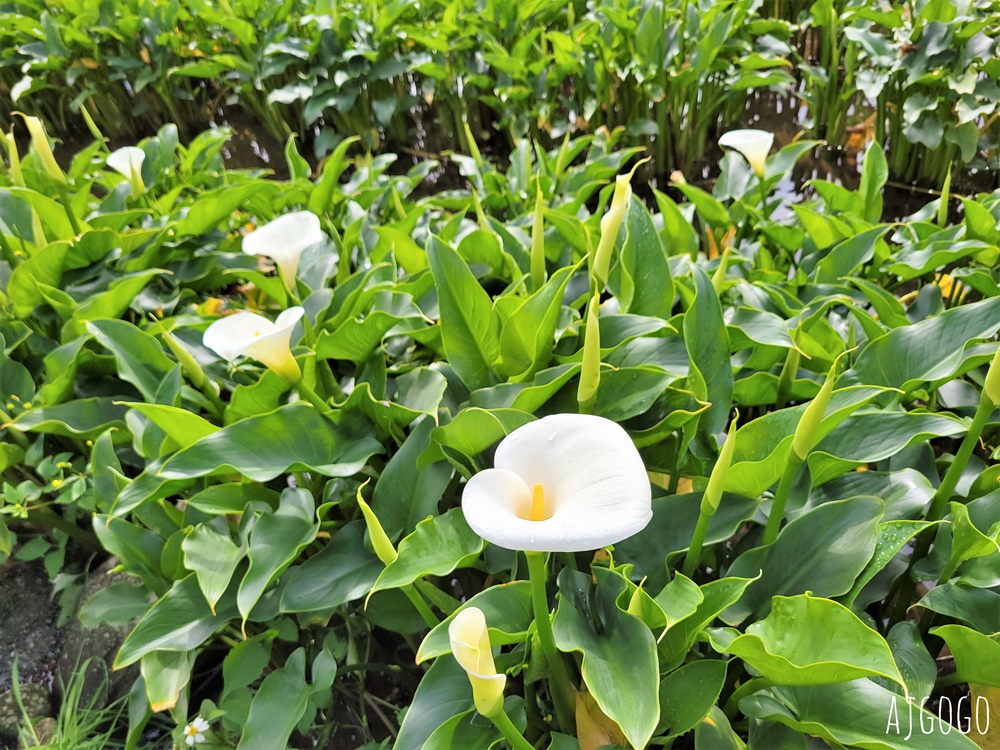 冠宸食館 陽明山竹子湖超人氣餐廳 白斬雞、炒青菜好吃 菜單分享