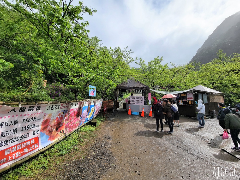 三峽大熊櫻花林 三色寒櫻、八重櫻、香水櫻、福爾摩沙櫻、吉野櫻陸續盛開 可看到4月初