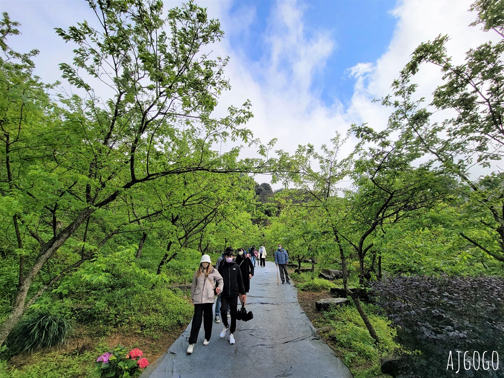 三峽大熊櫻花林 三色寒櫻、八重櫻、香水櫻、福爾摩沙櫻、吉野櫻陸續盛開 可看到4月初