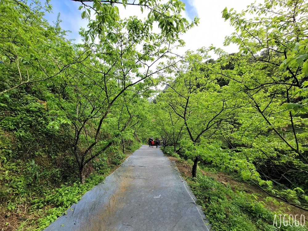 三峽大熊櫻花林 三色寒櫻、八重櫻、香水櫻、福爾摩沙櫻、吉野櫻陸續盛開 可看到4月初