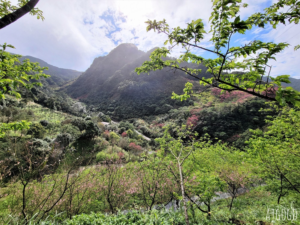 三峽大熊櫻花林 三色寒櫻、八重櫻、香水櫻、福爾摩沙櫻、吉野櫻陸續盛開 可看到4月初