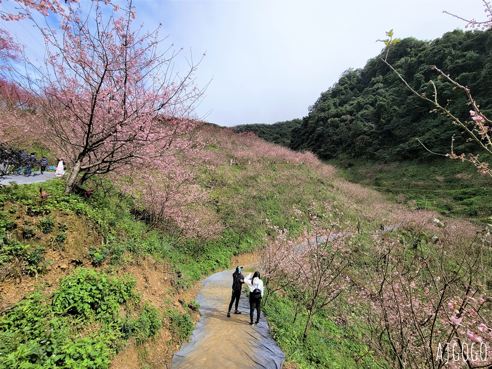 三峽大熊櫻花林 三色寒櫻、八重櫻、香水櫻、福爾摩沙櫻、吉野櫻陸續盛開 可看到4月初