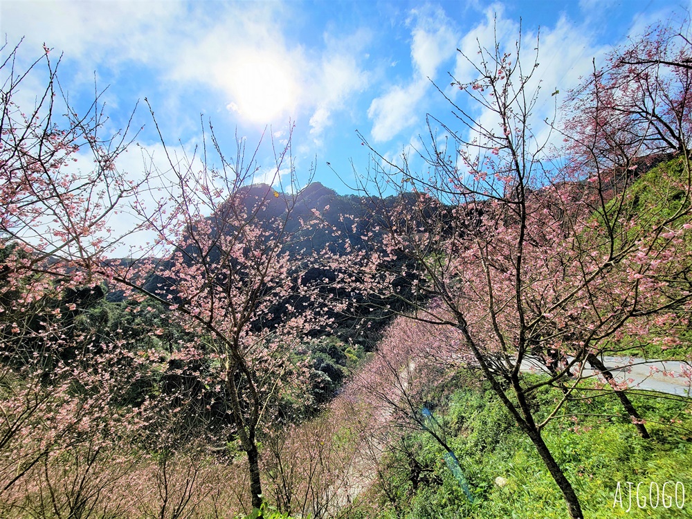 三峽大熊櫻花林 三色寒櫻、八重櫻、香水櫻、福爾摩沙櫻、吉野櫻陸續盛開 可看到4月初