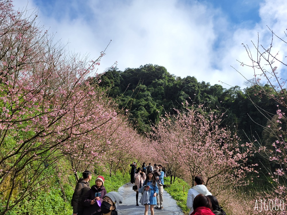 三峽大熊櫻花林 三色寒櫻、八重櫻、香水櫻、福爾摩沙櫻、吉野櫻陸續盛開 可看到4月初