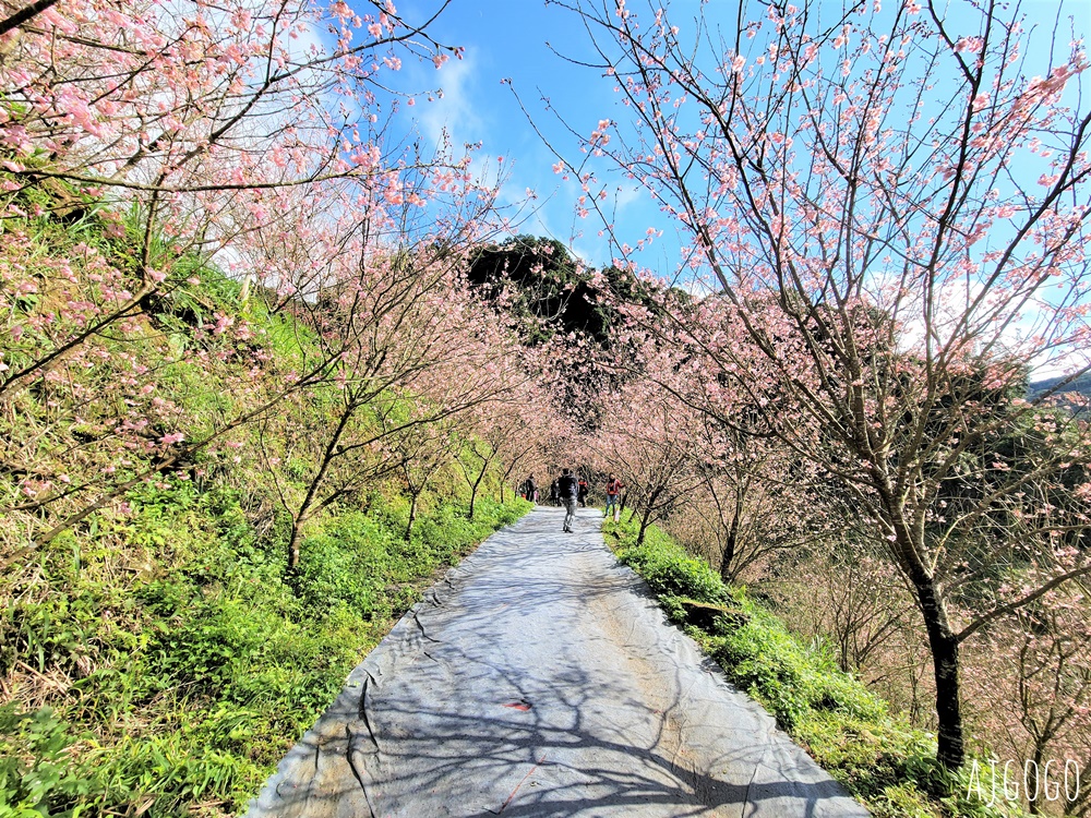 三峽大熊櫻花林 三色寒櫻、八重櫻、香水櫻、福爾摩沙櫻、吉野櫻陸續盛開 可看到4月初