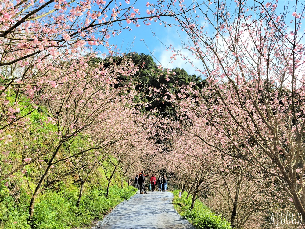 三峽大熊櫻花林 三色寒櫻、八重櫻、香水櫻、福爾摩沙櫻、吉野櫻陸續盛開 可看到4月初