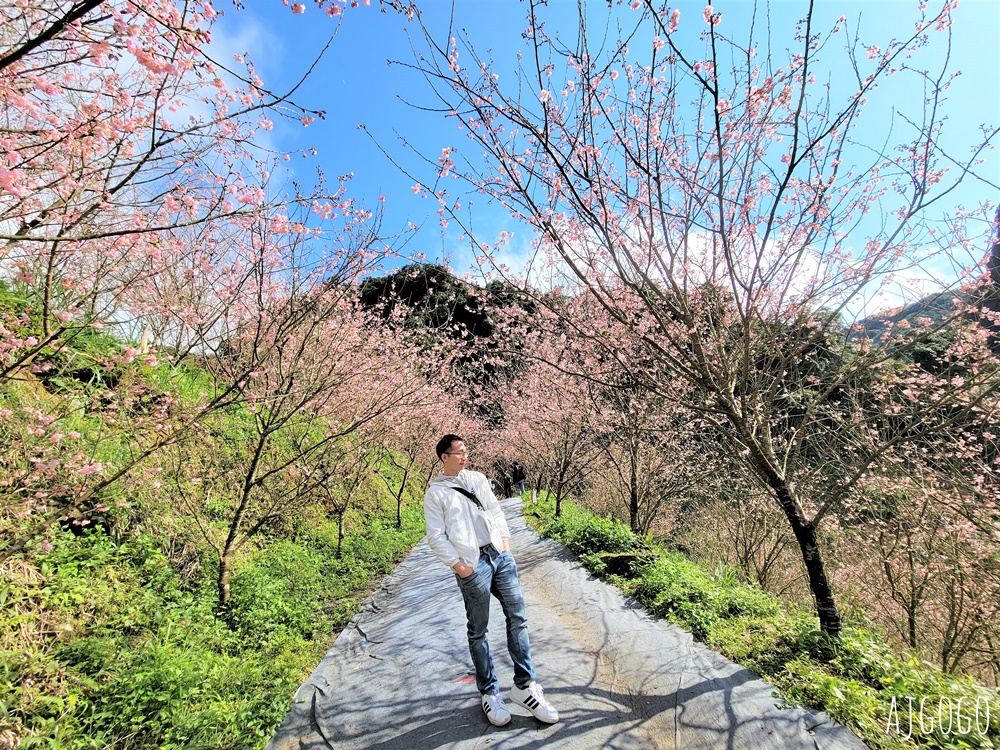 三峽大熊櫻花林 三色寒櫻、八重櫻、香水櫻、福爾摩沙櫻、吉野櫻陸續盛開 可看到4月初