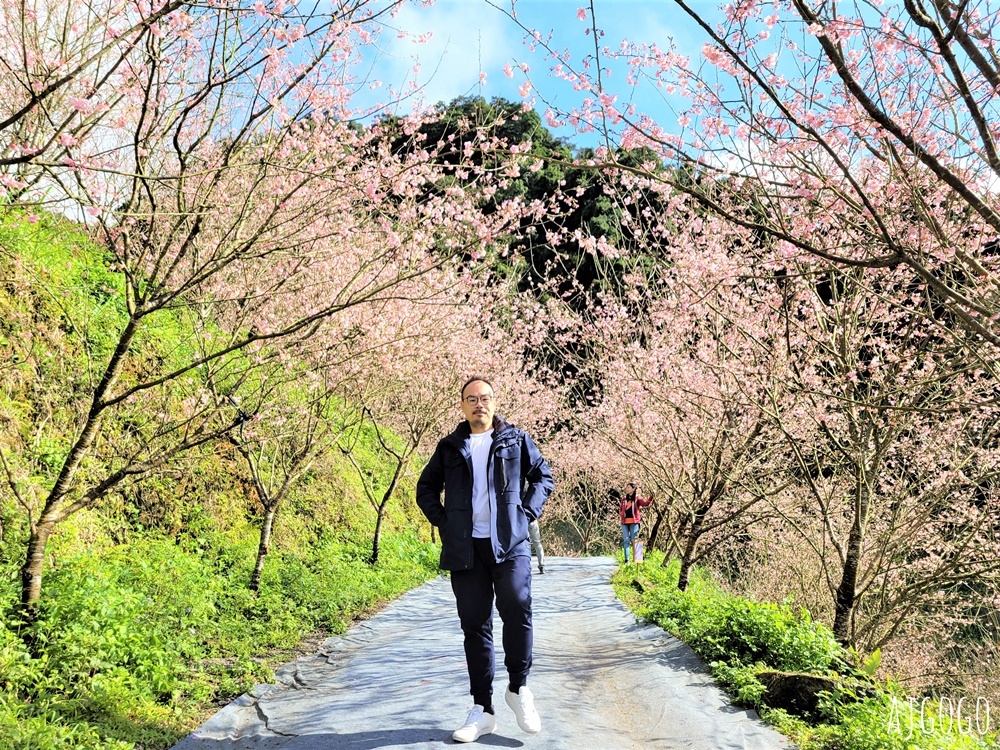 三峽大熊櫻花林 三色寒櫻、八重櫻、香水櫻、福爾摩沙櫻、吉野櫻陸續盛開 可看到4月初