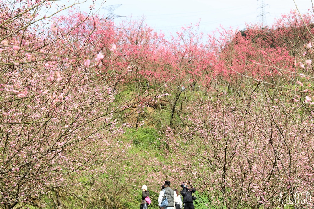 三峽大熊櫻花林 三色寒櫻、八重櫻、香水櫻、福爾摩沙櫻、吉野櫻陸續盛開 可看到4月初