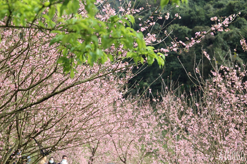 三峽大熊櫻花林 三色寒櫻、八重櫻、香水櫻、福爾摩沙櫻、吉野櫻陸續盛開 可看到4月初