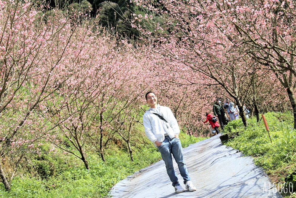 三峽大熊櫻花林 三色寒櫻、八重櫻、香水櫻、福爾摩沙櫻、吉野櫻陸續盛開 可看到4月初