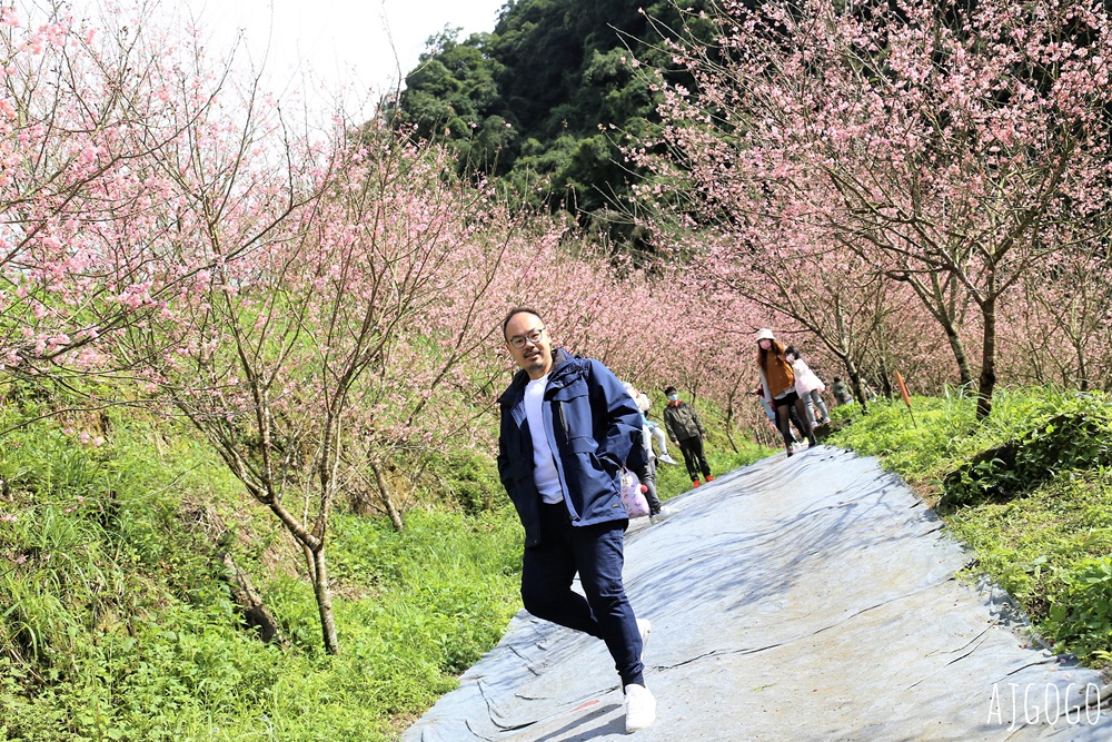 三峽大熊櫻花林 三色寒櫻、八重櫻、香水櫻、福爾摩沙櫻、吉野櫻陸續盛開 可看到4月初