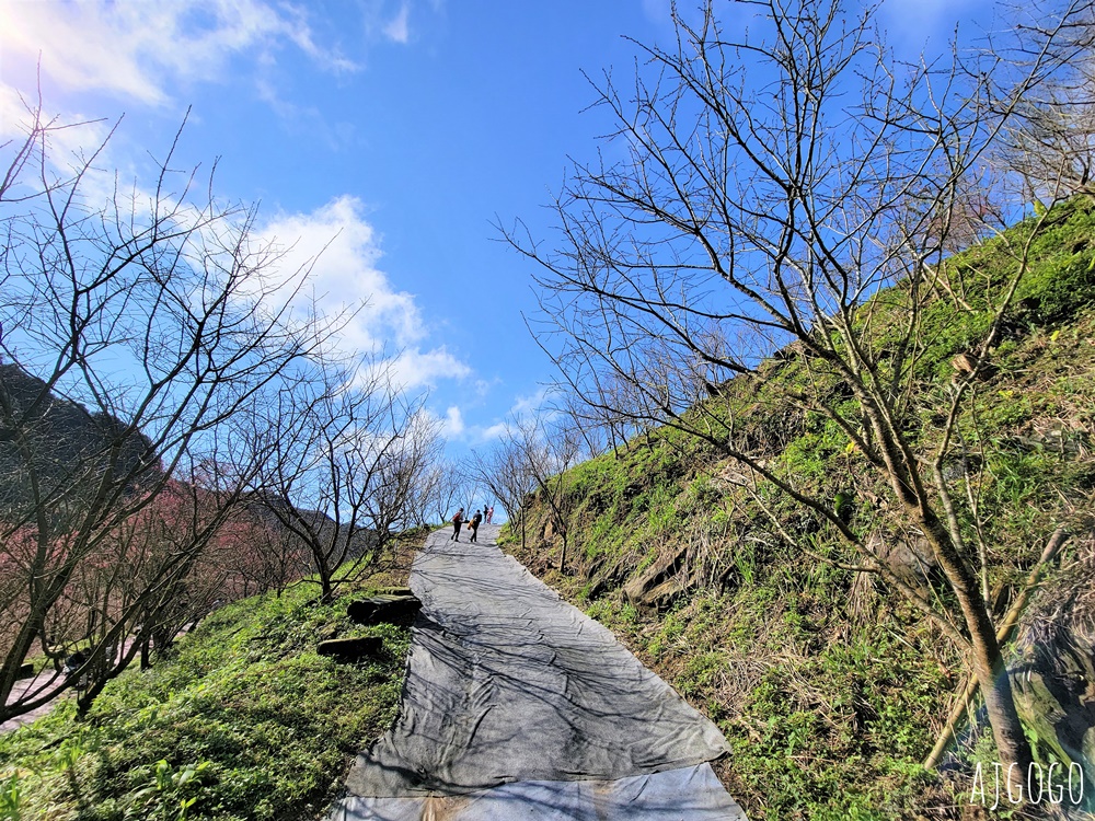 三峽大熊櫻花林 三色寒櫻、八重櫻、香水櫻、福爾摩沙櫻、吉野櫻陸續盛開 可看到4月初