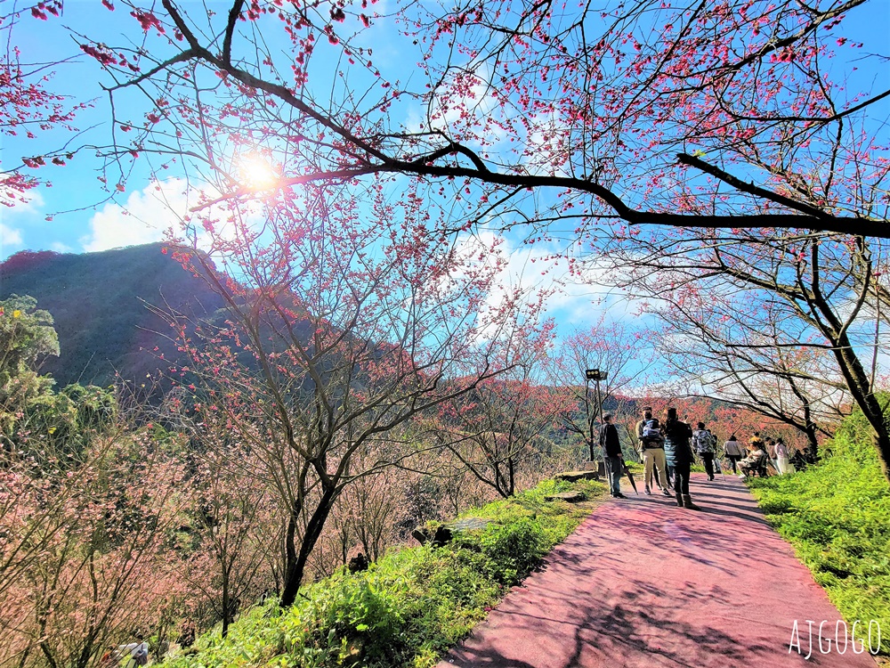 三峽大熊櫻花林 三色寒櫻、八重櫻、香水櫻、福爾摩沙櫻、吉野櫻陸續盛開 可看到4月初