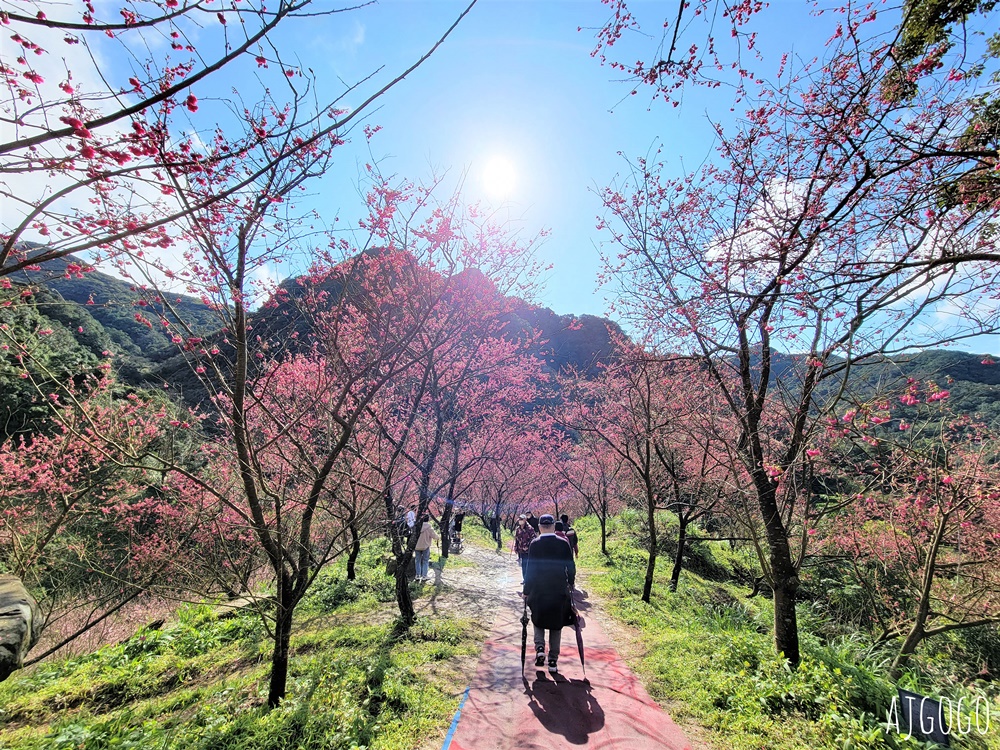 三峽大熊櫻花林 三色寒櫻、八重櫻、香水櫻、福爾摩沙櫻、吉野櫻陸續盛開 可看到4月初