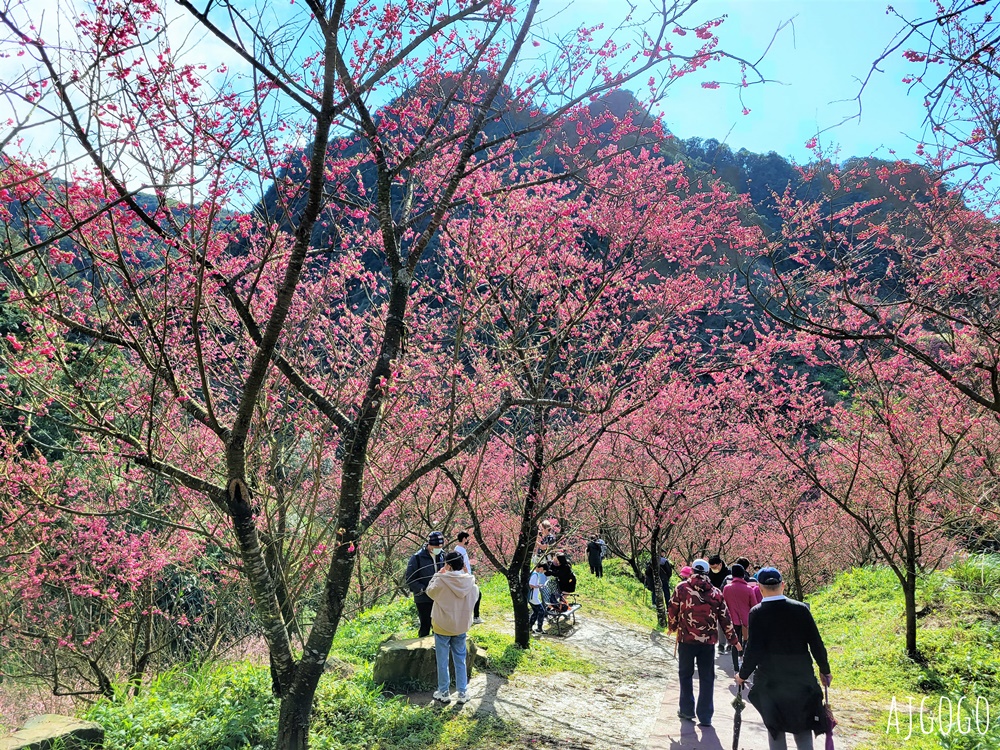 三峽大熊櫻花林 三色寒櫻、八重櫻、香水櫻、福爾摩沙櫻、吉野櫻陸續盛開 可看到4月初