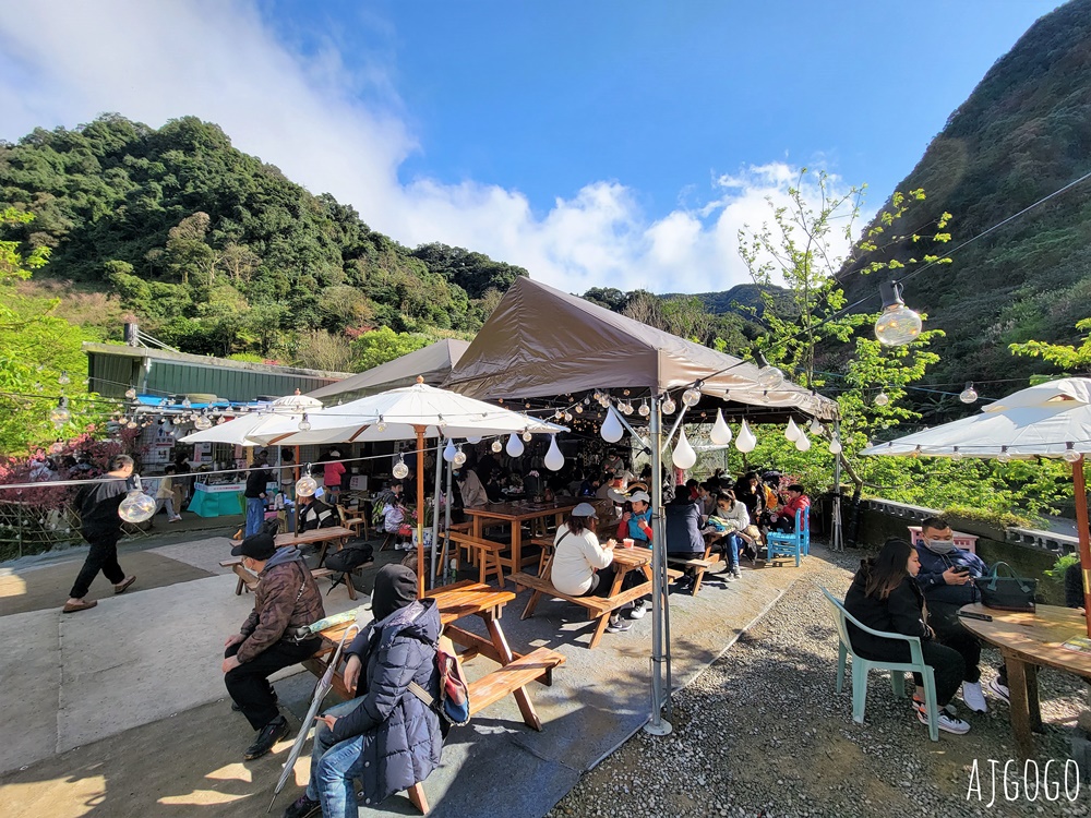 三峽大熊櫻花林 三色寒櫻、八重櫻、香水櫻、福爾摩沙櫻、吉野櫻陸續盛開 可看到4月初