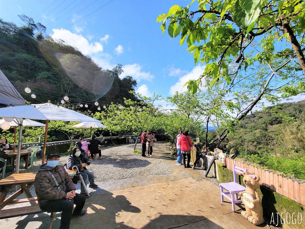 三峽大熊櫻花林 三色寒櫻、八重櫻、香水櫻、福爾摩沙櫻、吉野櫻陸續盛開 可看到4月初