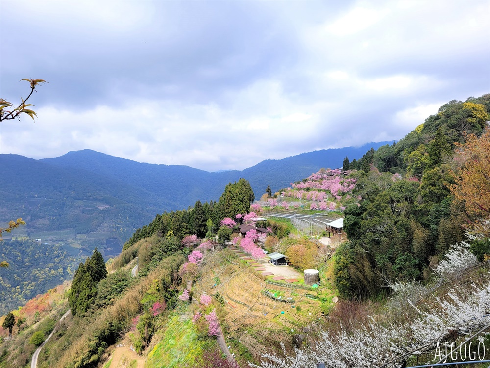 恩愛農場 桃園拉拉山櫻花季 富士櫻、千島櫻接力盛開 有粉紅浪潮 交通路況分享