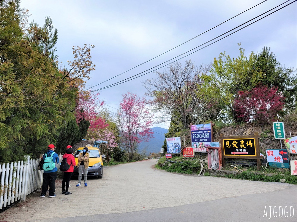 恩愛農場 桃園拉拉山櫻花季 富士櫻、千島櫻接力盛開 有粉紅浪潮 交通路況分享