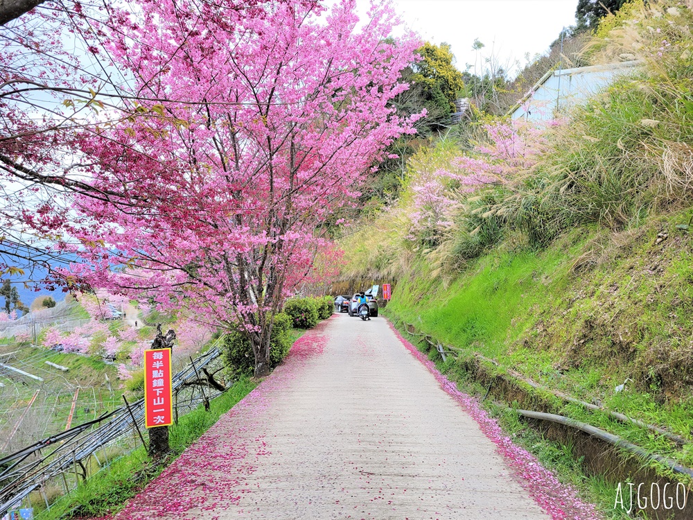 恩愛農場 桃園拉拉山櫻花季 富士櫻、千島櫻接力盛開 有粉紅浪潮 交通路況分享