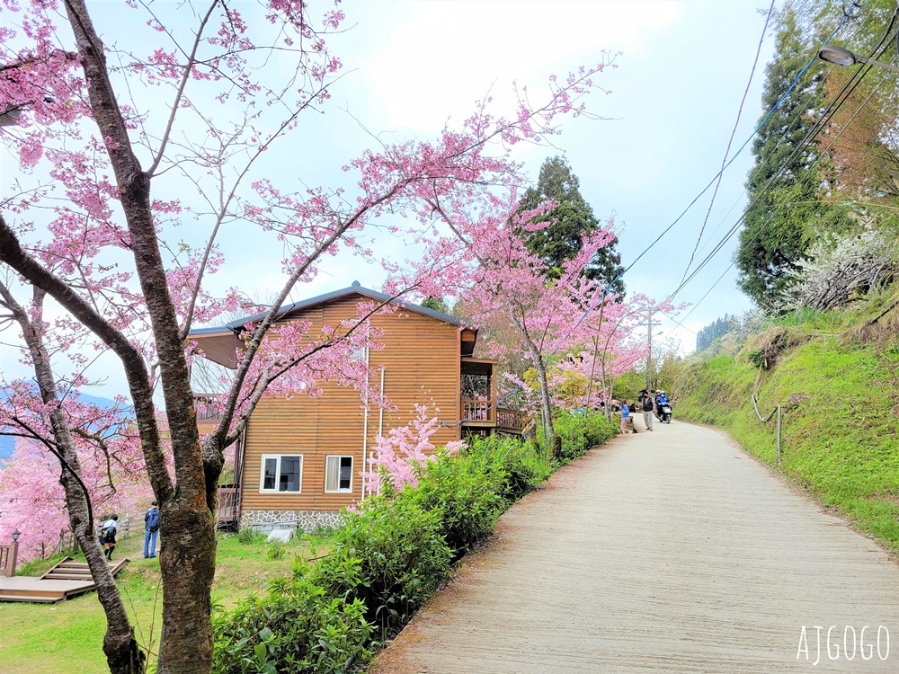 恩愛農場 桃園拉拉山櫻花季 富士櫻、千島櫻接力盛開 有粉紅浪潮 交通路況分享