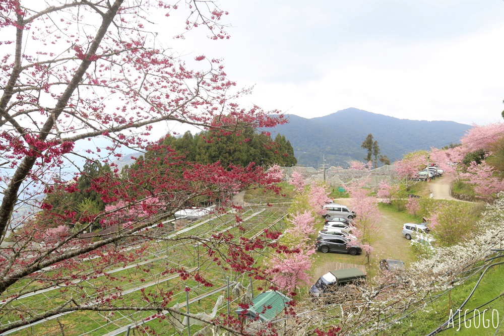 恩愛農場 桃園拉拉山櫻花季 富士櫻、千島櫻接力盛開 有粉紅浪潮 交通路況分享