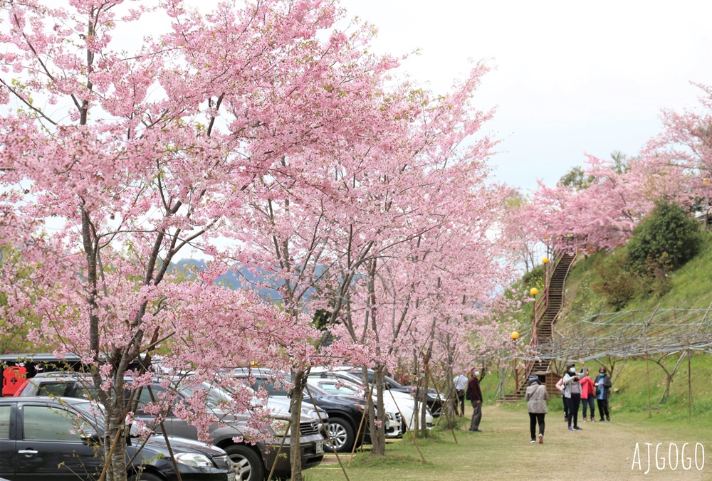 恩愛農場 桃園拉拉山櫻花季 富士櫻、千島櫻接力盛開 有粉紅浪潮 交通路況分享