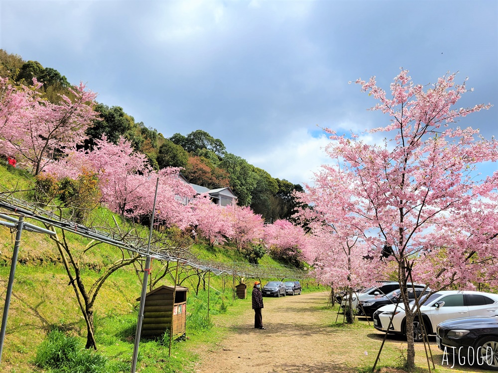 恩愛農場 桃園拉拉山櫻花季 富士櫻、千島櫻接力盛開 有粉紅浪潮 交通路況分享