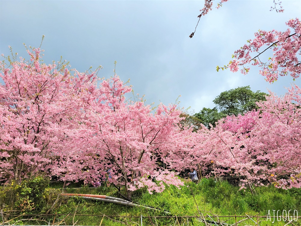 恩愛農場 桃園拉拉山櫻花季 富士櫻、千島櫻接力盛開 有粉紅浪潮 交通路況分享