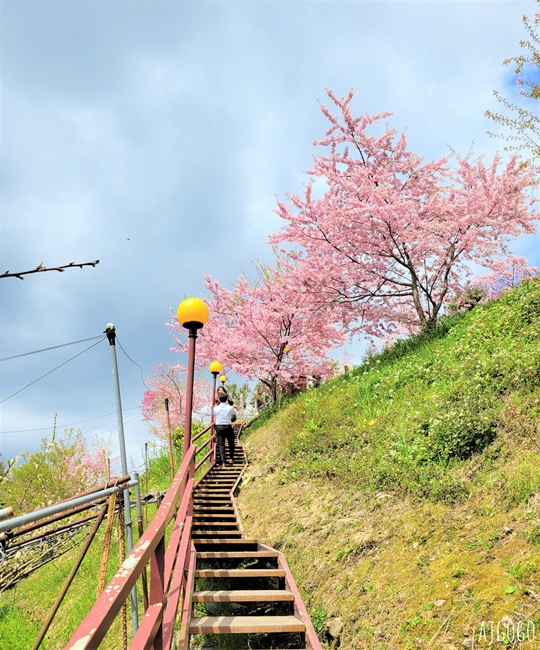 恩愛農場 桃園拉拉山櫻花季 富士櫻、千島櫻接力盛開 有粉紅浪潮 交通路況分享